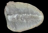 Pecopteris Fern Fossil (Pos/Neg) - Mazon Creek #72366-2